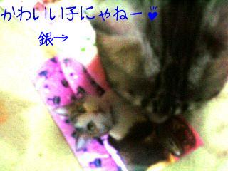 ５かわいい子にゃねー♪ぎ