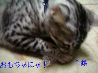 ６おもちゃにゃ！ぎ