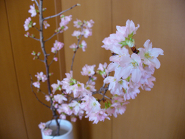 玄関の桜・２