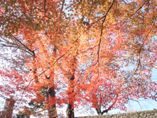 紅葉・２００７