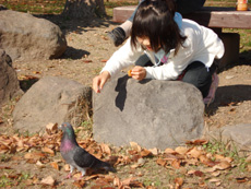 鳩に餌付け