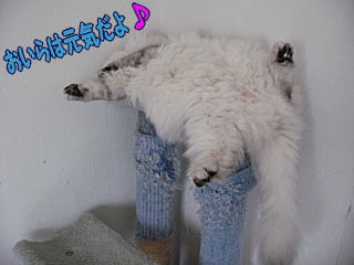 でっかいお腹のアスティ