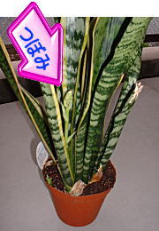 蕾