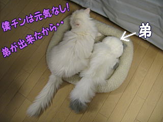 固まってるポンタ