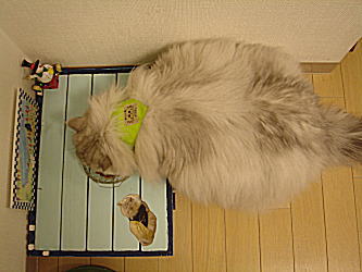 バンダナしたら・・・