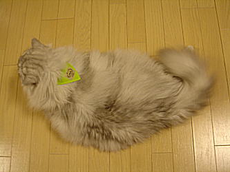 バンダナ似合ってる？？？