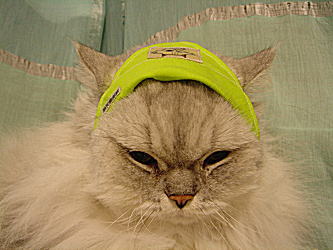 ヘアーバンドされちまったぜ！