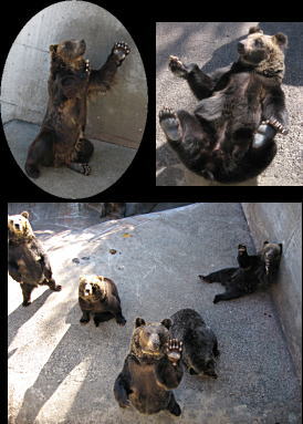 愛嬌たっぷり熊ちゃん