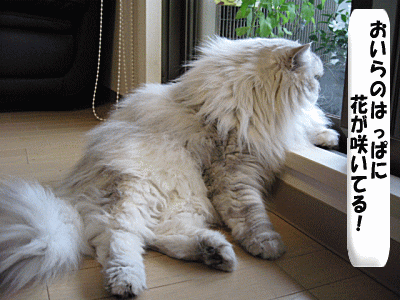 (￣□￣;)ギョッ　花咲いてる！