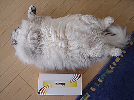 アスティのお腹とティッシュボックス