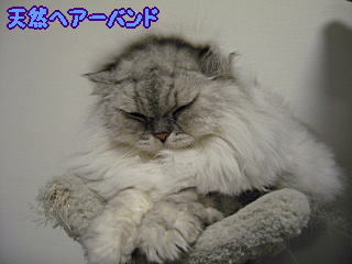 逆毛をたてたら