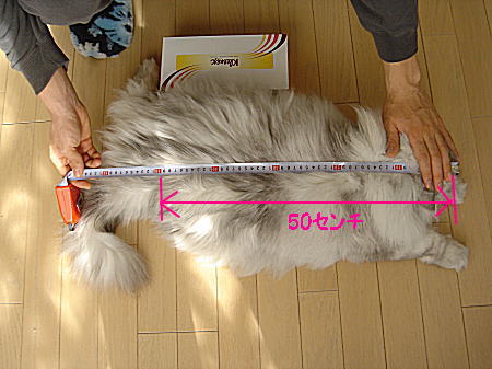 アスティの体長