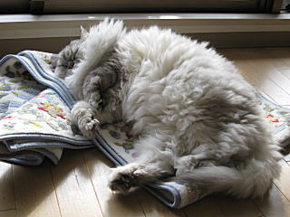 キッチンマットの上で