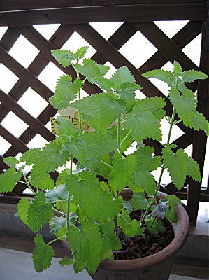 キャットニップ