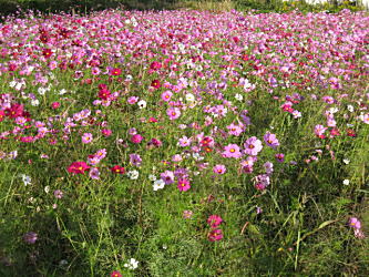 コスモス畑