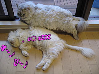 (〃~∇~〃)zzz。o〇○