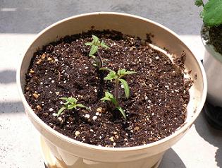 070502tomato2.JPG