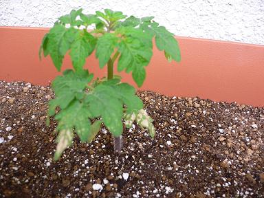 070517tomato2.JPG