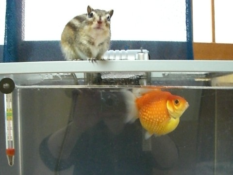 シマリス＆金魚