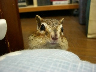 もっと食べたい。