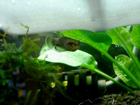 ほっぺパンパン