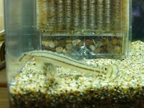 重いかも・・・