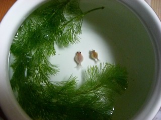 水泡病の稚魚