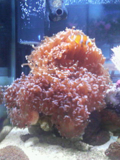 070424ナガレハナ・タコアシブランチ