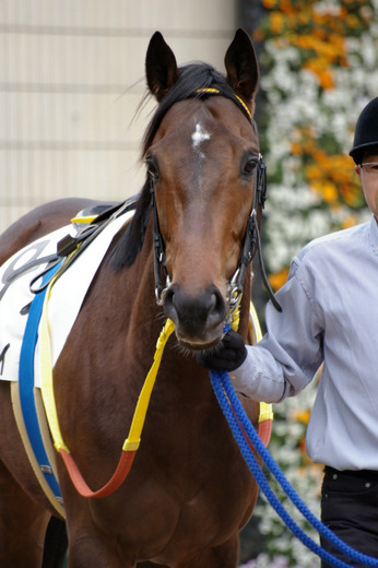デルフォイ　新馬戦　パドック