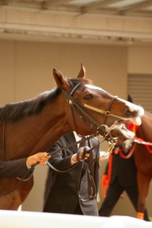 阪神ジュベナイルフィリーズ　パドック　トールポピー