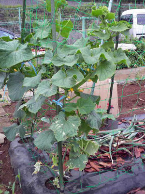 P1000249.jpg