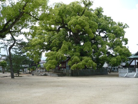 善通寺・大楠