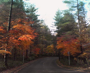 紅葉の道.jpg