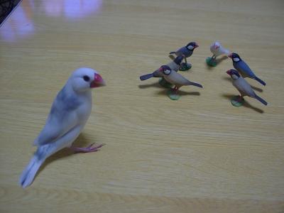 仲間にいれて～