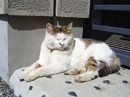 江ノ島の猫の写真