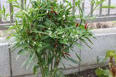 IMG_4188.JPG