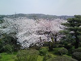 桜１