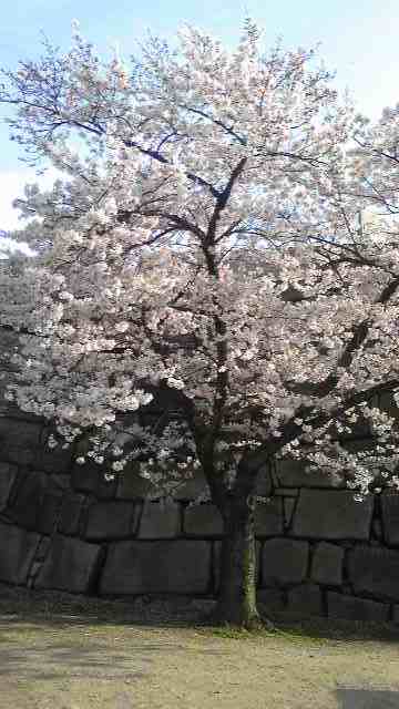 桜2010４月.jpg