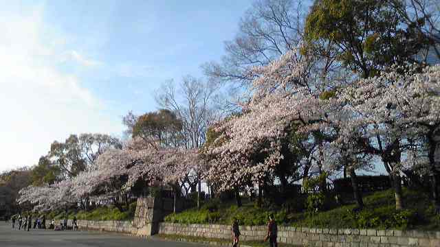 桜さくさく.jpg