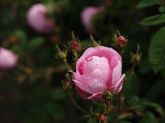 蓼科発オーガニックローズとアロマのお店　 ロージードロップス　