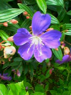 紫花.png