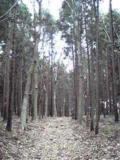 「森」の中・・