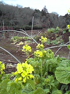 季節外れの「菜の花」