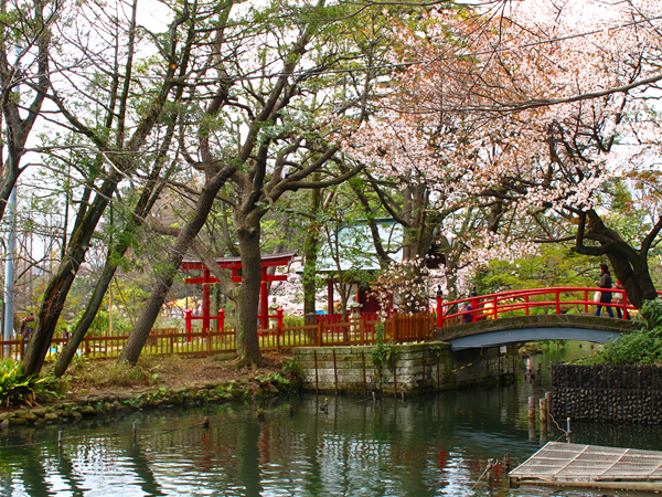 桜☆洗足池公園