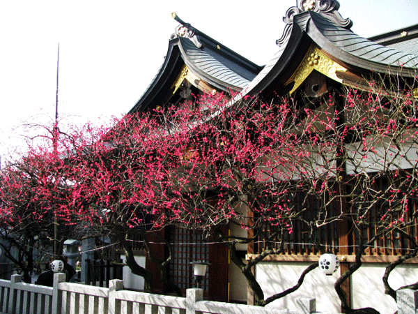 花　梅　牛天神