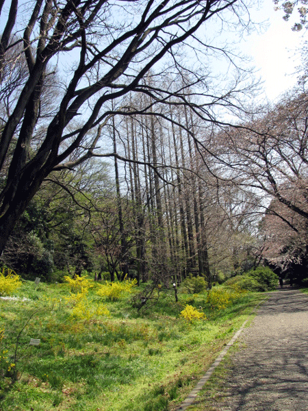 春の訪れ　小石川植物園