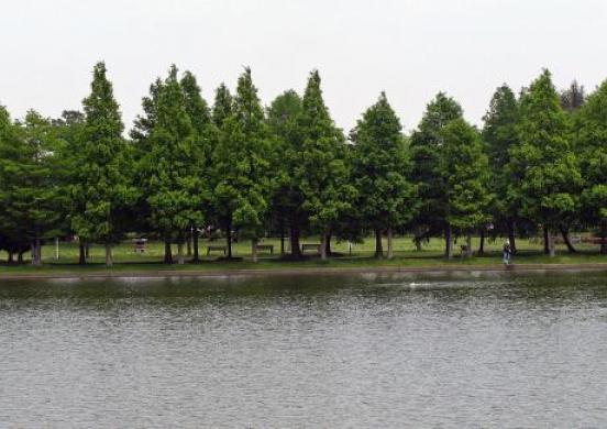 水元公園２.jpg