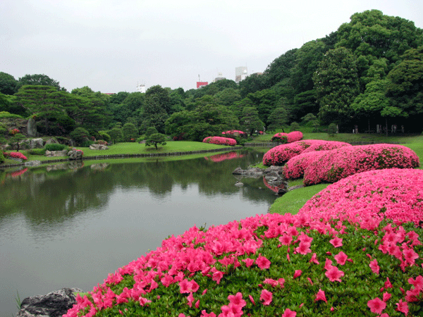 さつき☆文京区六義園