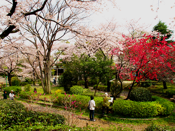 隅田公園の桜