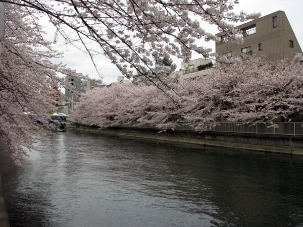 桜めぐり　深川　大横川